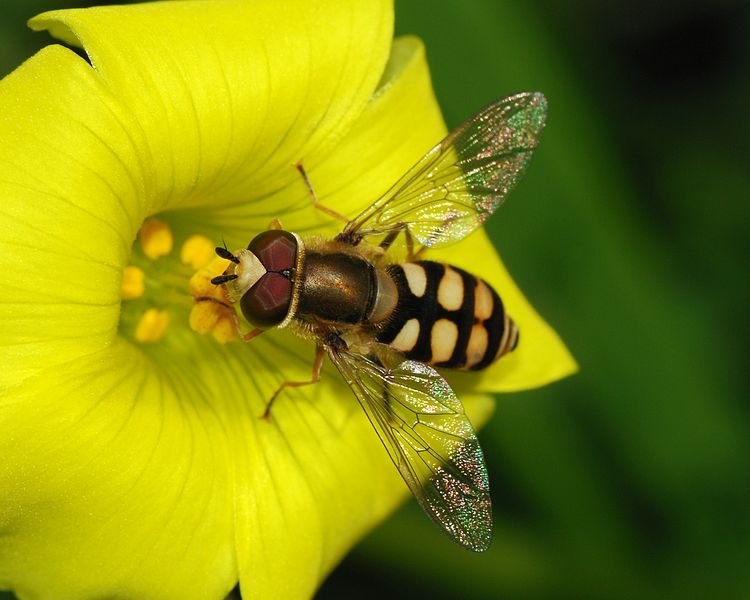Bird & wasp control