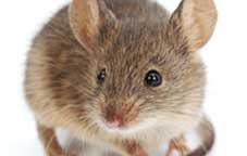 Rodent control