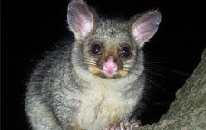 Possum removal