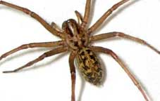 Spider control
