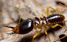 Termite control